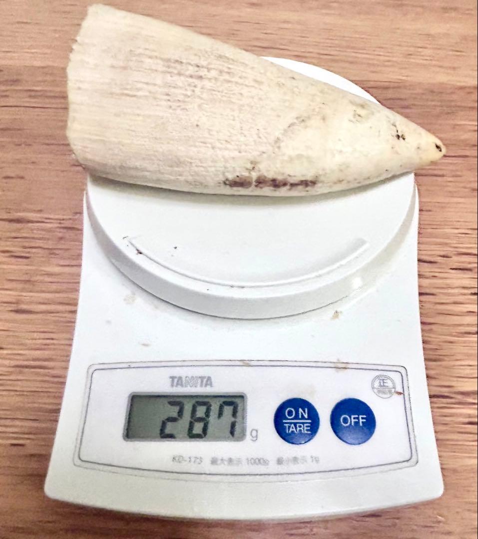 マッコウクジラ　歯　牙　キバ　287g 加工なし