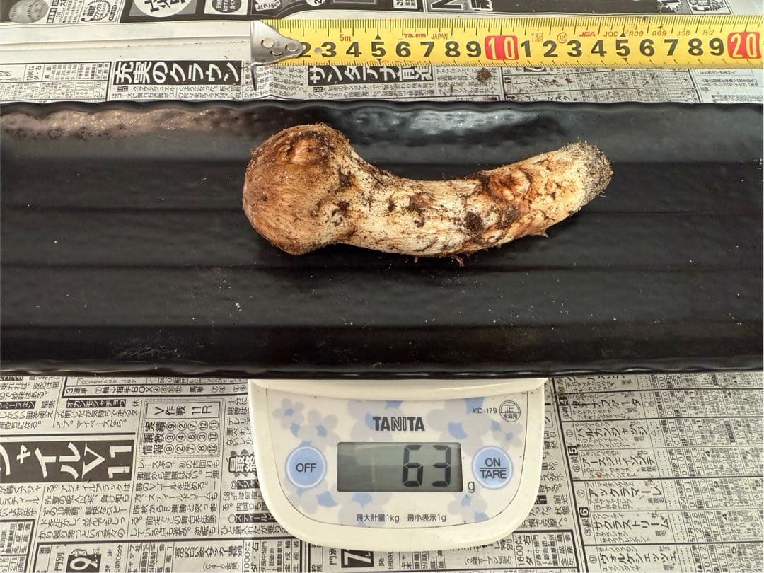 松茸　北海道　500g 送料込　①