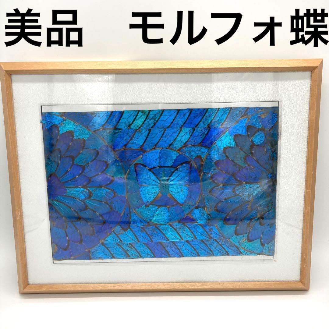 【レア】　モルフォ蝶　アート　標本　芸術　コレクション　　美術　絵　昆虫  19