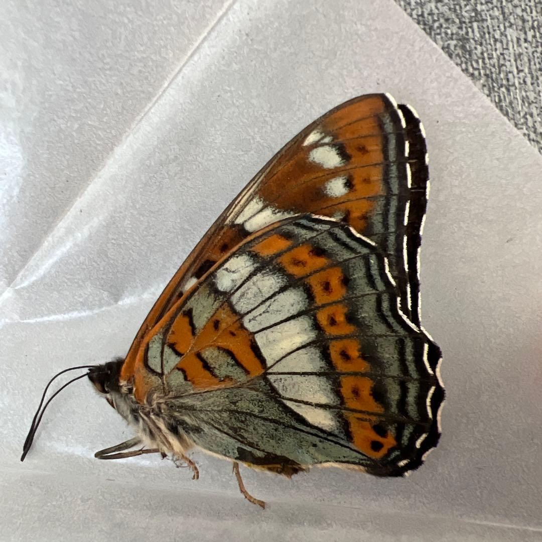 オオイチモンジ　モンゴル産10頭セット