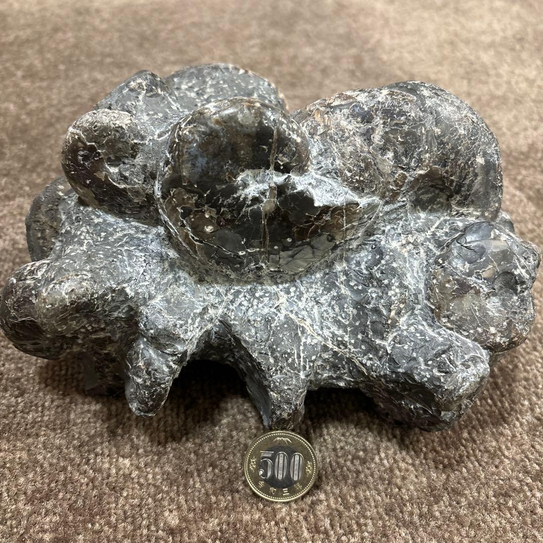 アンモナイト群集化石 コレクション 化石 北海道 三笠 日本