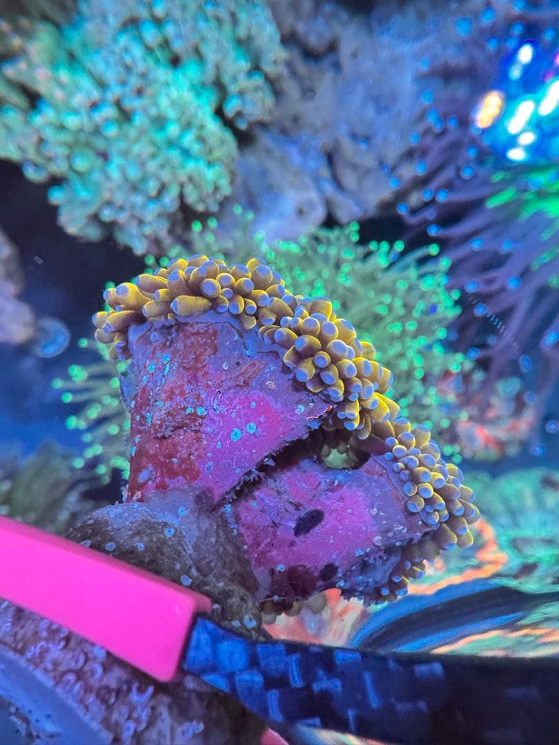 こめ出品ページ