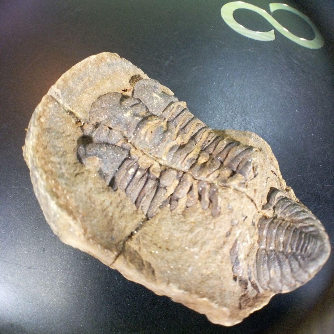 三葉虫　化石　ボリビア産　南アメリカ　trilobite　Bolivia三葉虫⑨