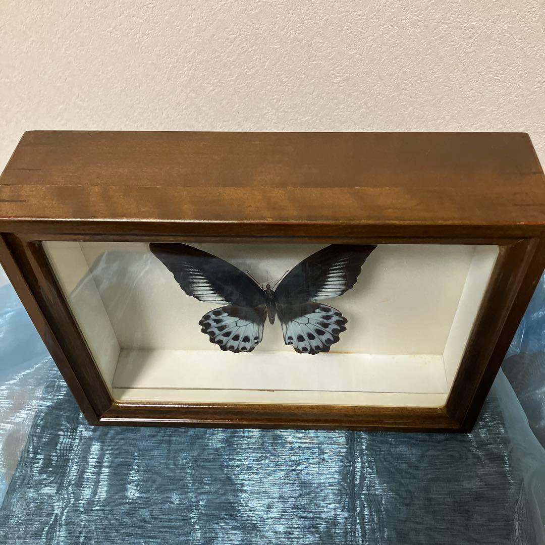 テンジクアゲハ