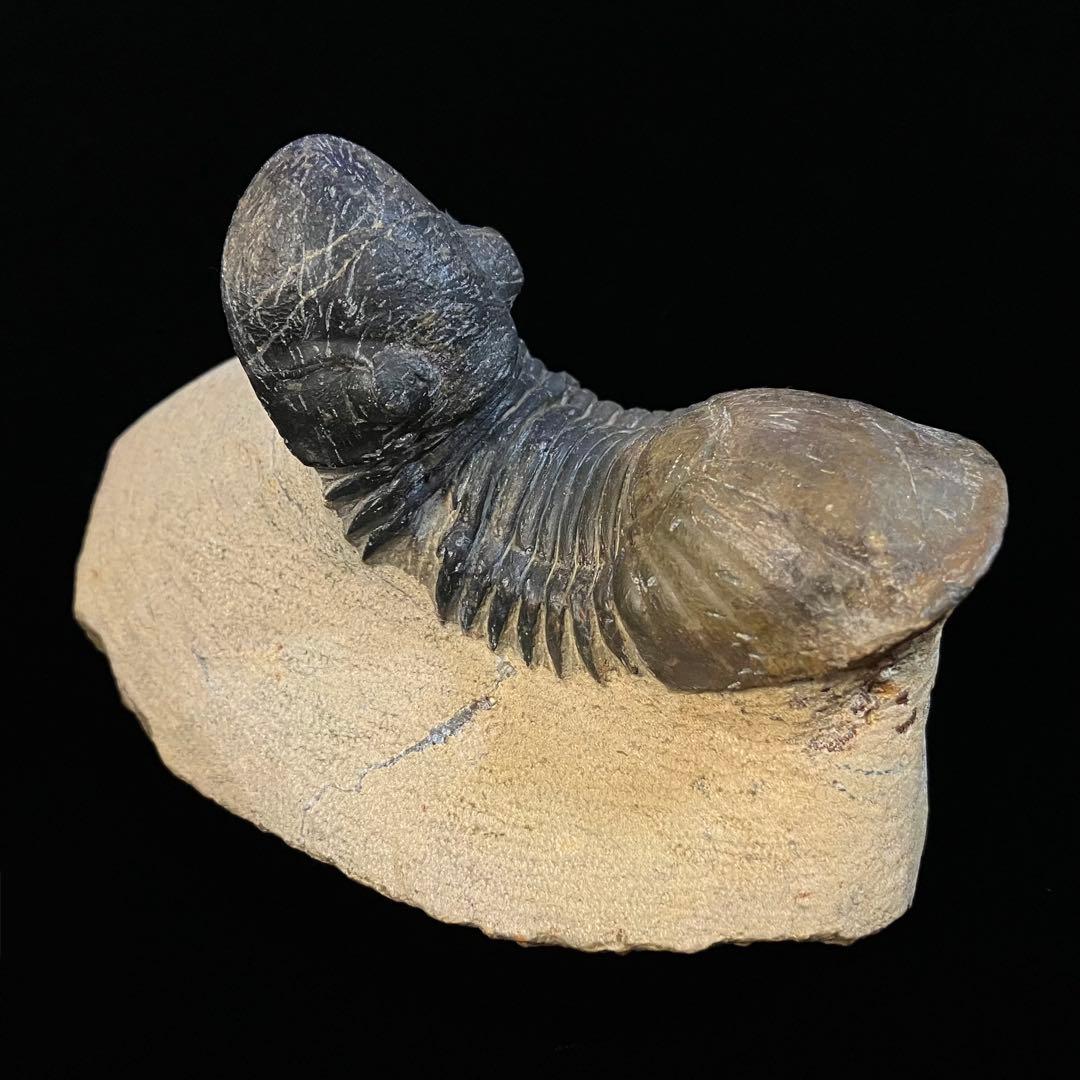 Paralejurus　三葉虫　化石　モロッコ 産