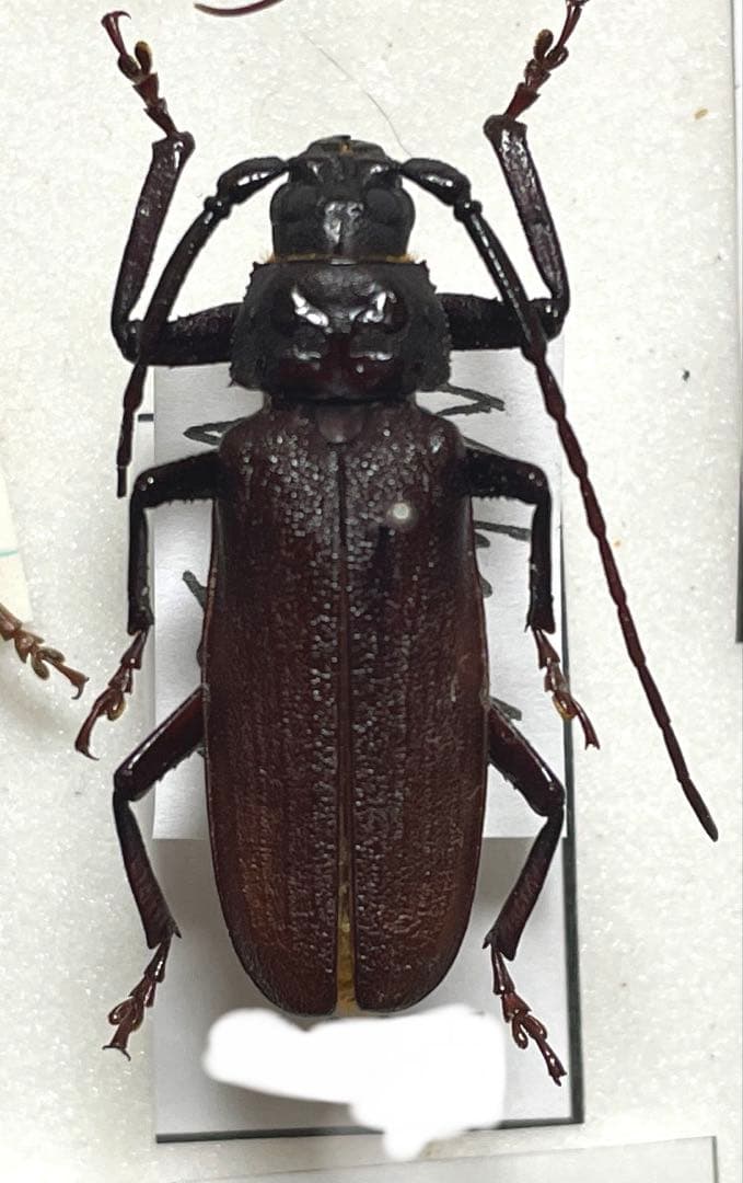 白狐　ウスバカミキリ　標本　ベトナム