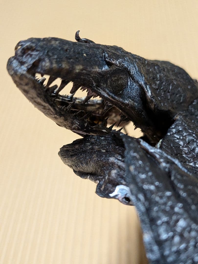 海のギャング四国太平洋産トラウツボマニアックレア標本飾りオブジェ置物