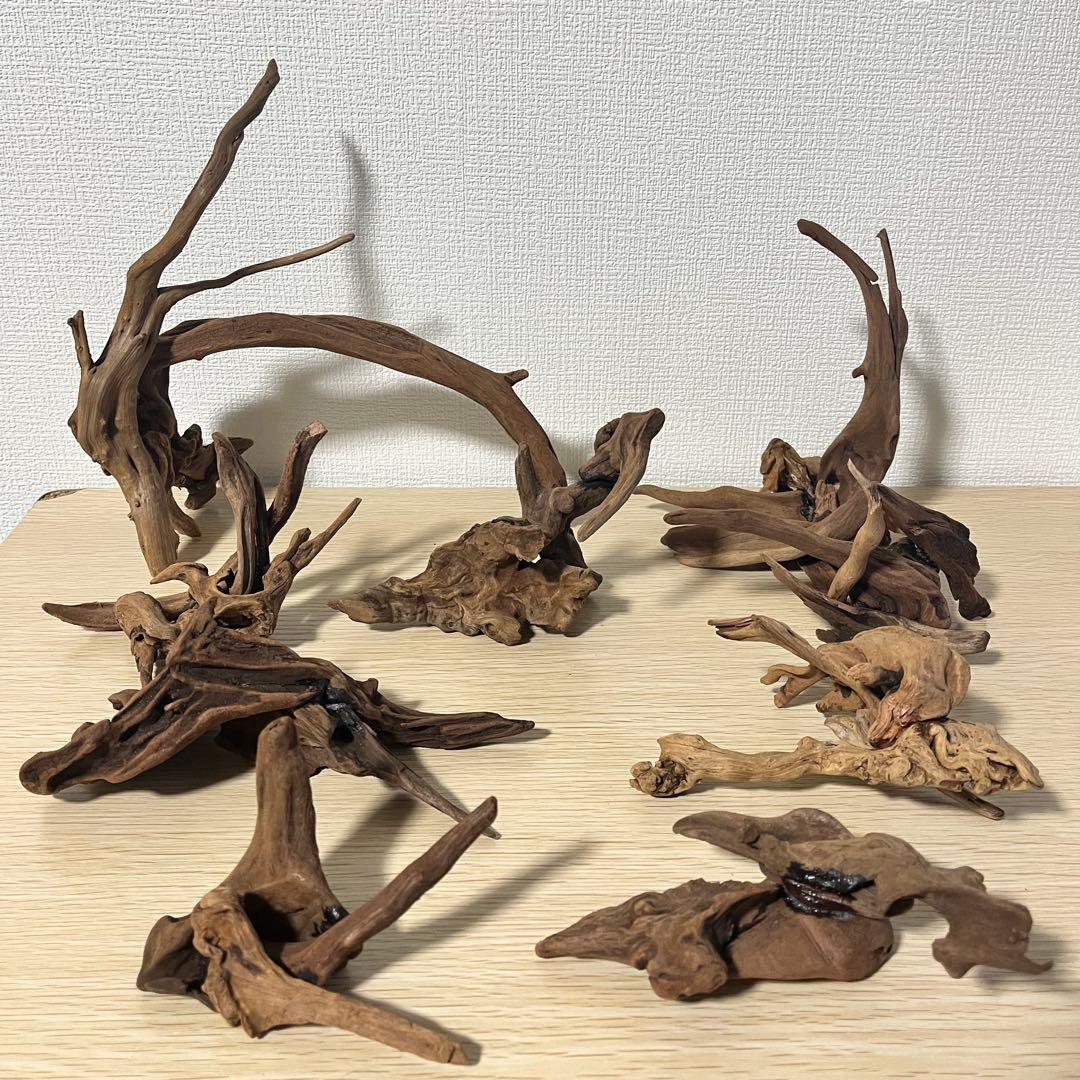 一点もの マングローブ９点まとめ売り✨レイアウト アクアリウム イモリウム 流木