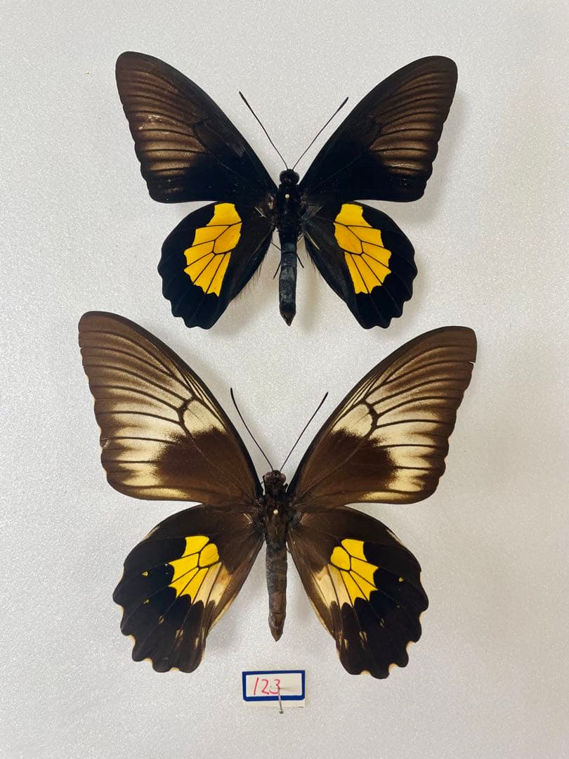 チモールキシタアゲハ（1ペア・チモール）