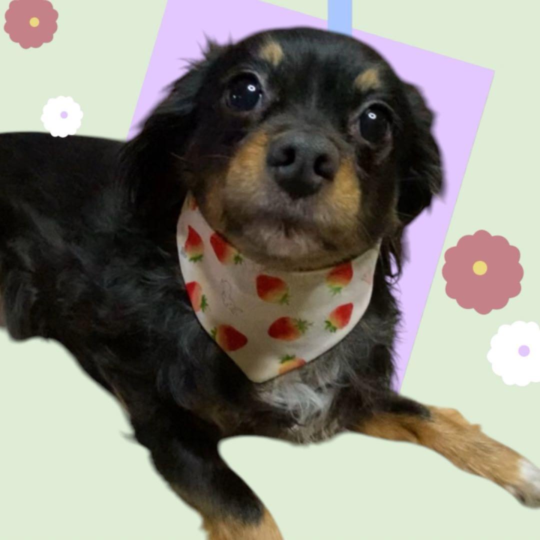 犬ネコ用リバーシブルバンダナ★着用イメージ写真★