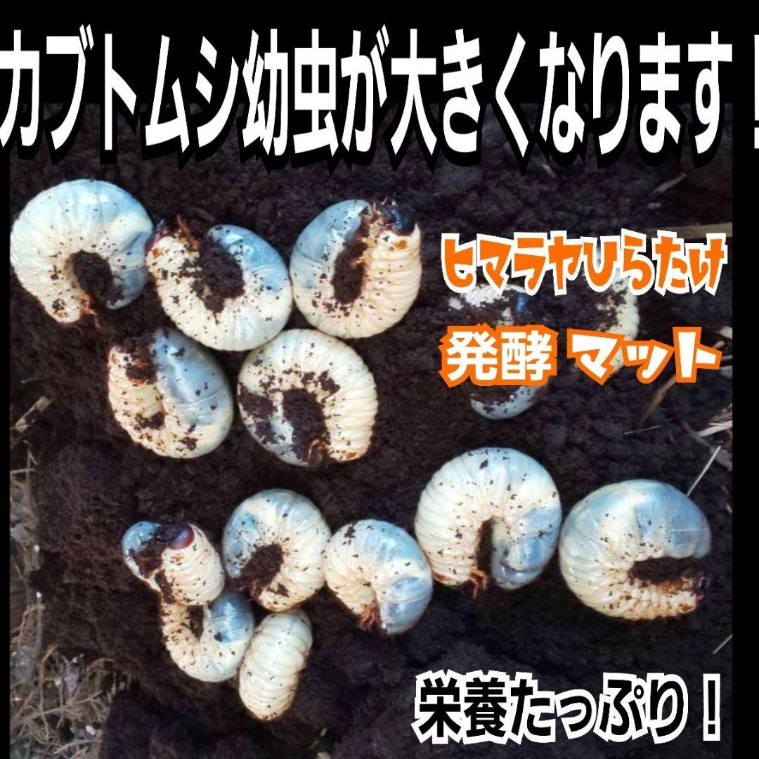 カブトムシ幼虫が大きくなる！産卵にも抜群です！ヒマラヤひらたけ発酵マット【6袋】
