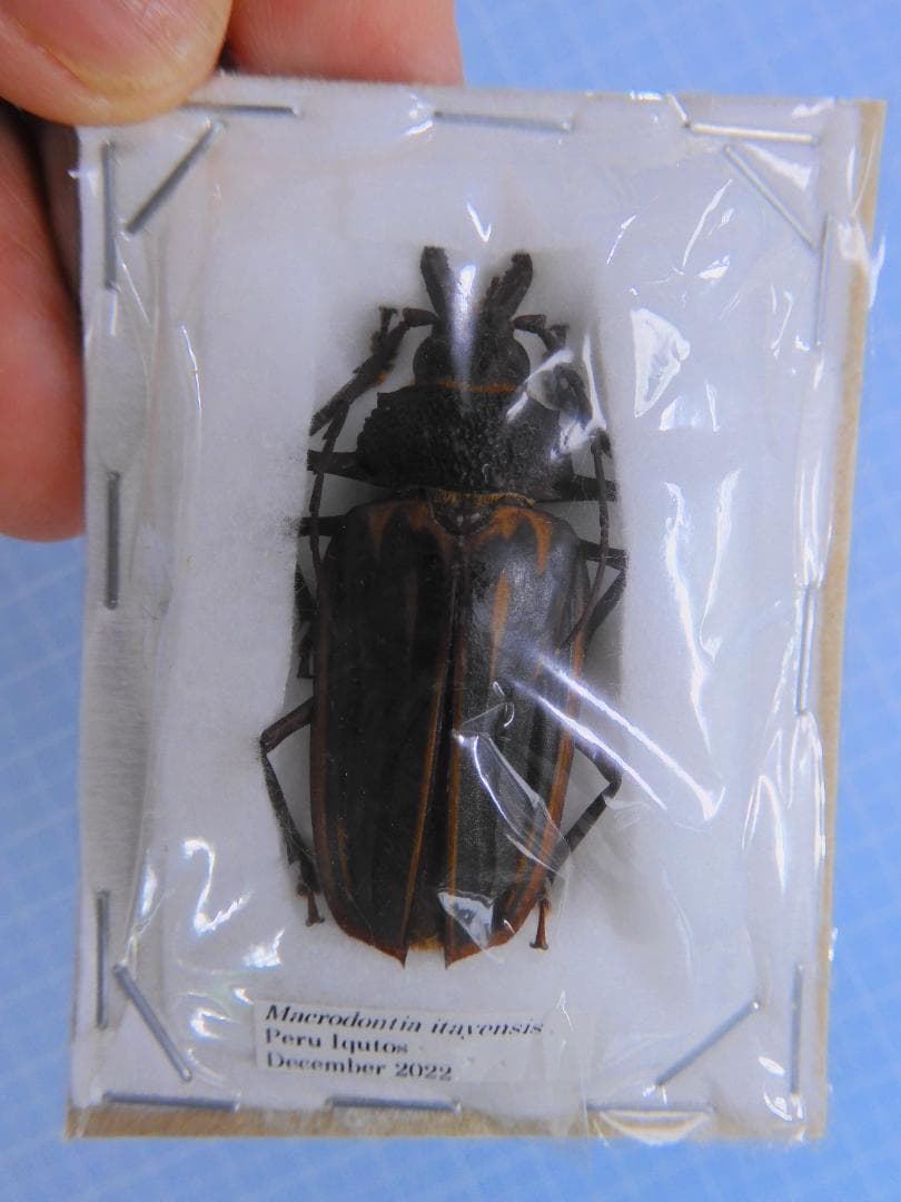 ペルー産　イタヤエンシスオオキバウスバカミキリ　45mm