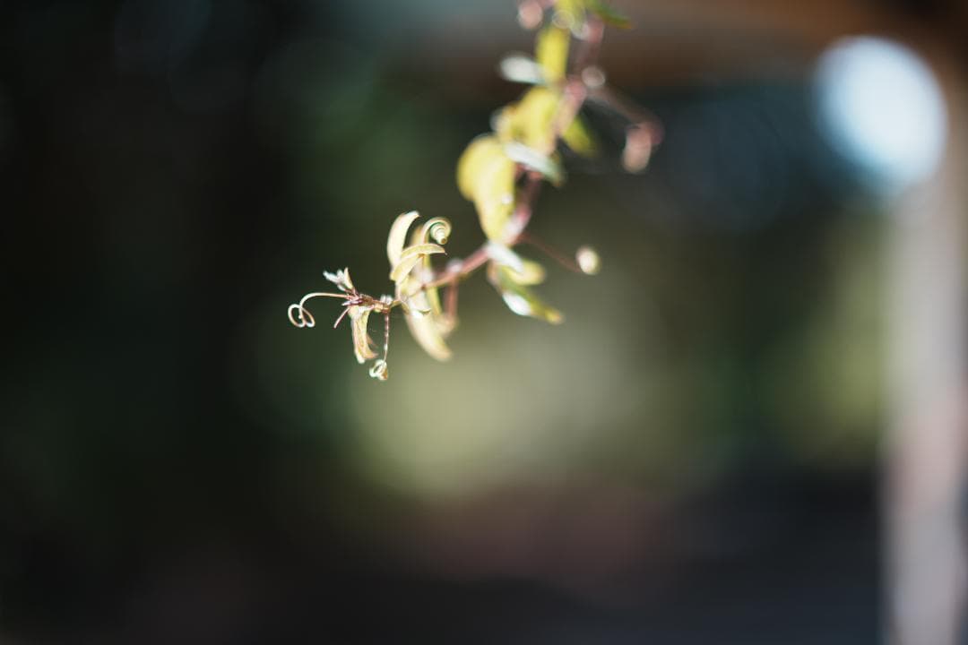 【鷹の目】Minolta MC ROKKOR-PG 58mm F1.2 018