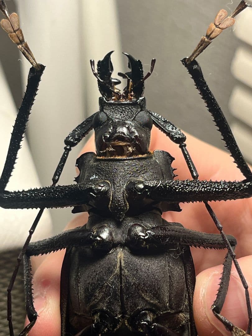 【111mm】Xixuthrus isyuniarkoiウスバカミキリ　標本