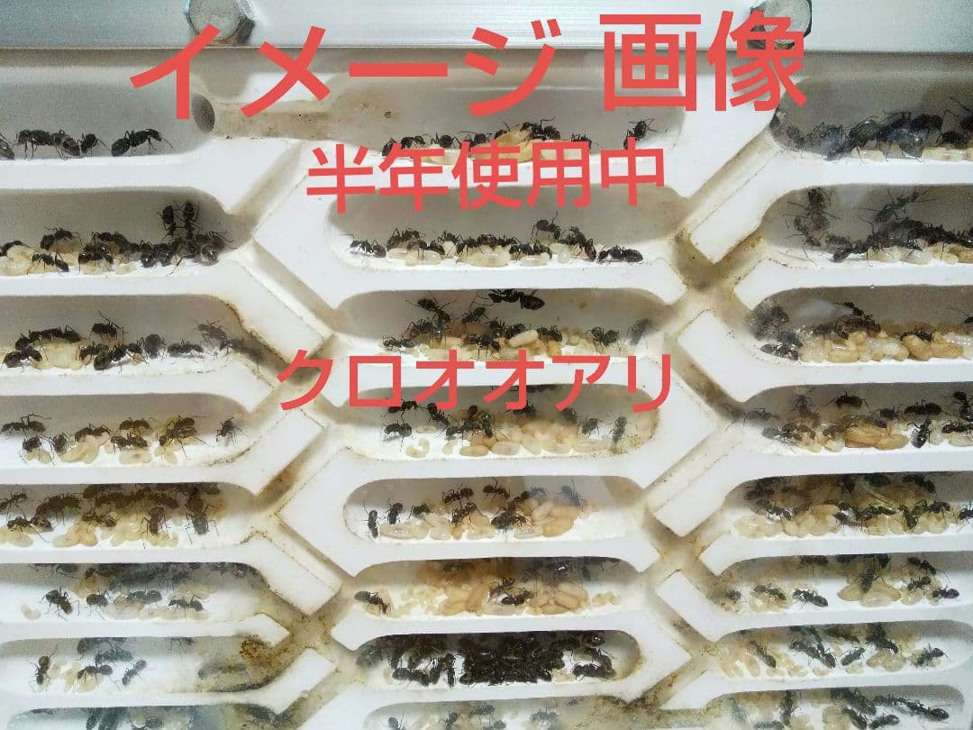アリ飼育ケース　石膏巣 特大