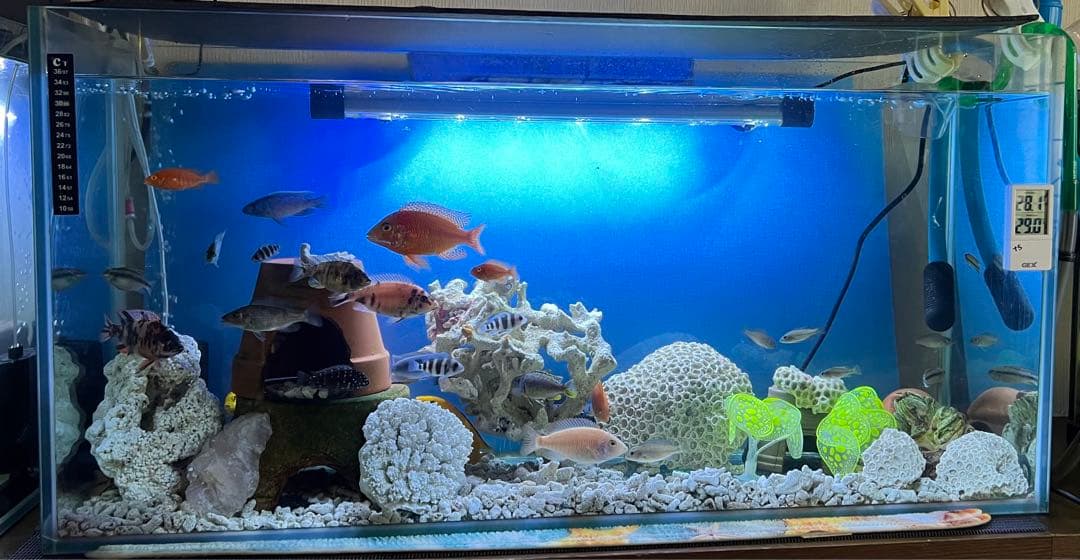 水槽90cm ガラス水槽 人工水草珊瑚