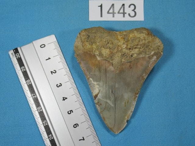 化石 サメの歯・メガロドン・インドネシア・7.3 cm・No.1443
