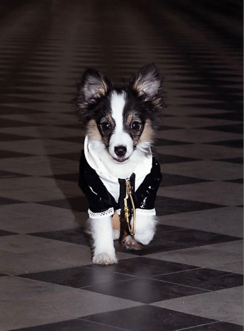 新品未使用 if nou s イフヌ 犬服