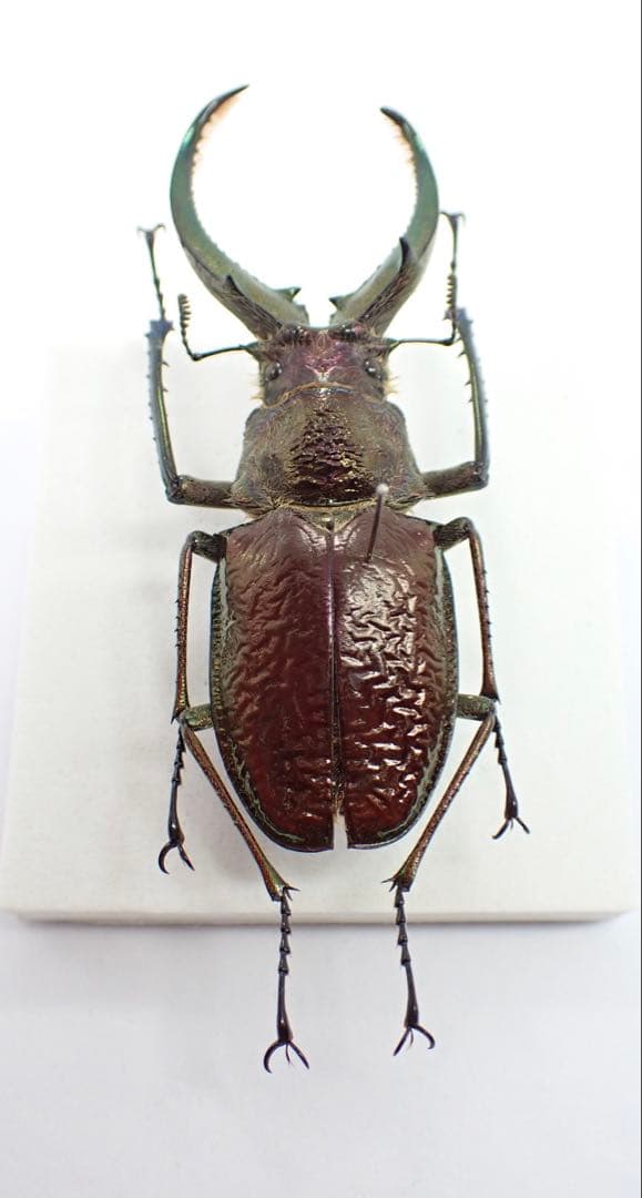 標本　ギガンテウスシワバネクワガタ　73㎜