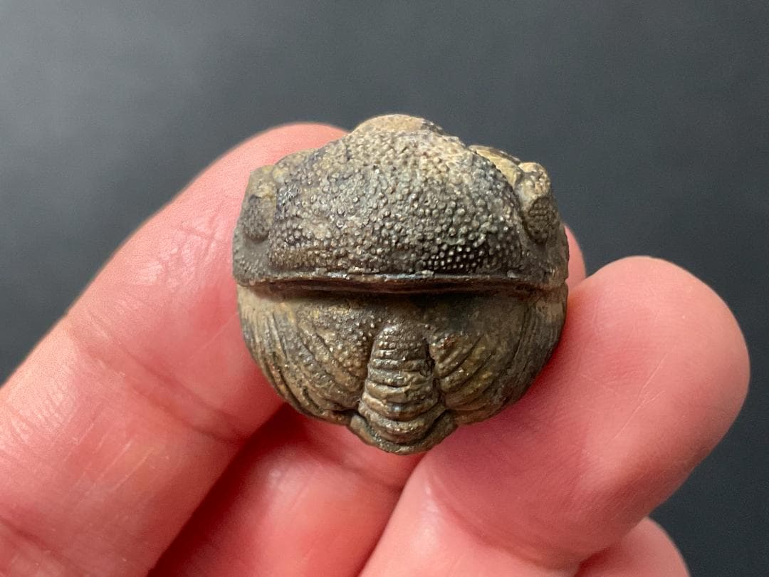 防御態勢の三葉虫 [PH75] ファコプス 化石