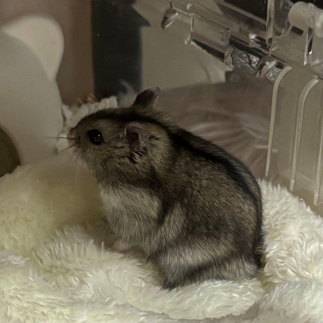 ハムっちさん確認用