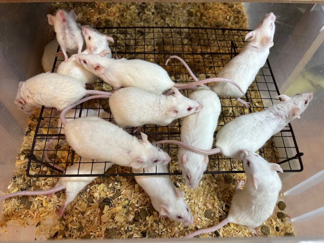 冷凍アダルトマウスML100匹