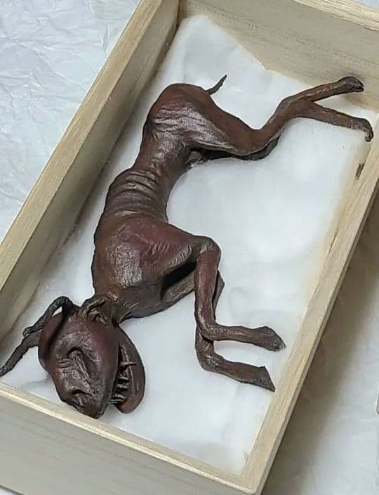 一点物「妖獣鬼鹿」のミイラ標本