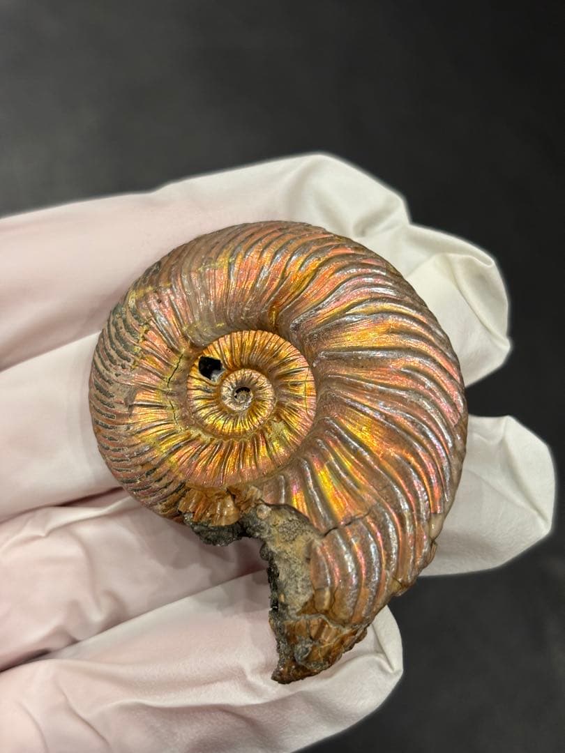 化石　クエンステッドセラス　アンモナイト