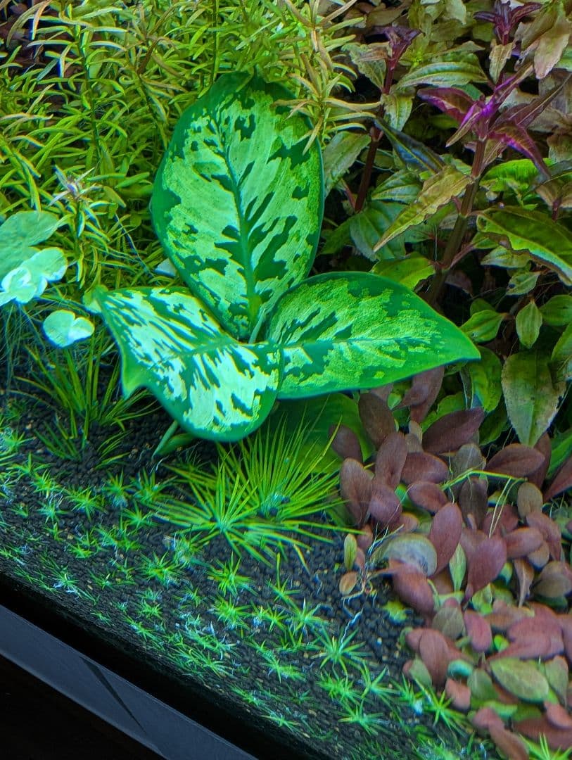 メルカリ便　カモフラージュ水草水中葉1株