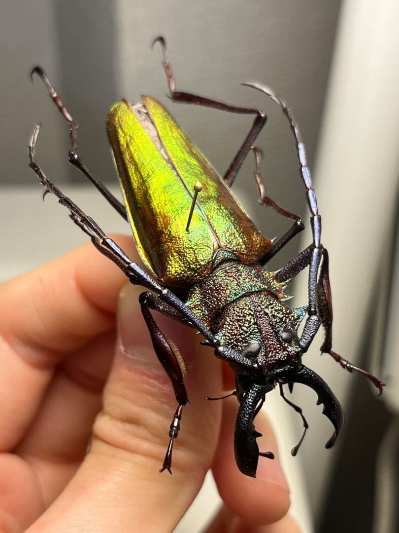 【赤黄緑青】ルリオニカミキリ ムラサキオニノコギリカミキリ キンオニ標本