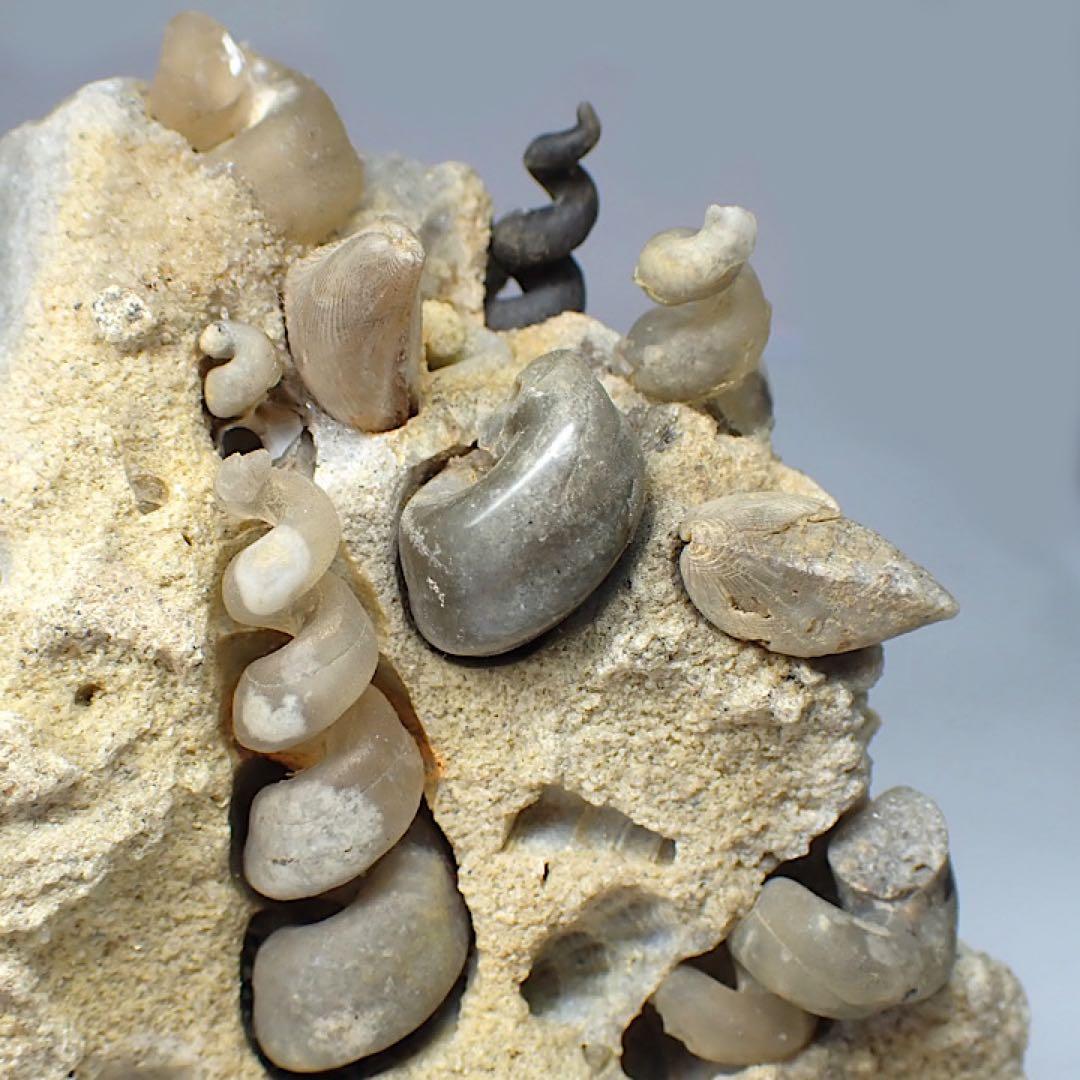 【ロシア/サラトフ産】メノウ化巻貝(月のお下がり)