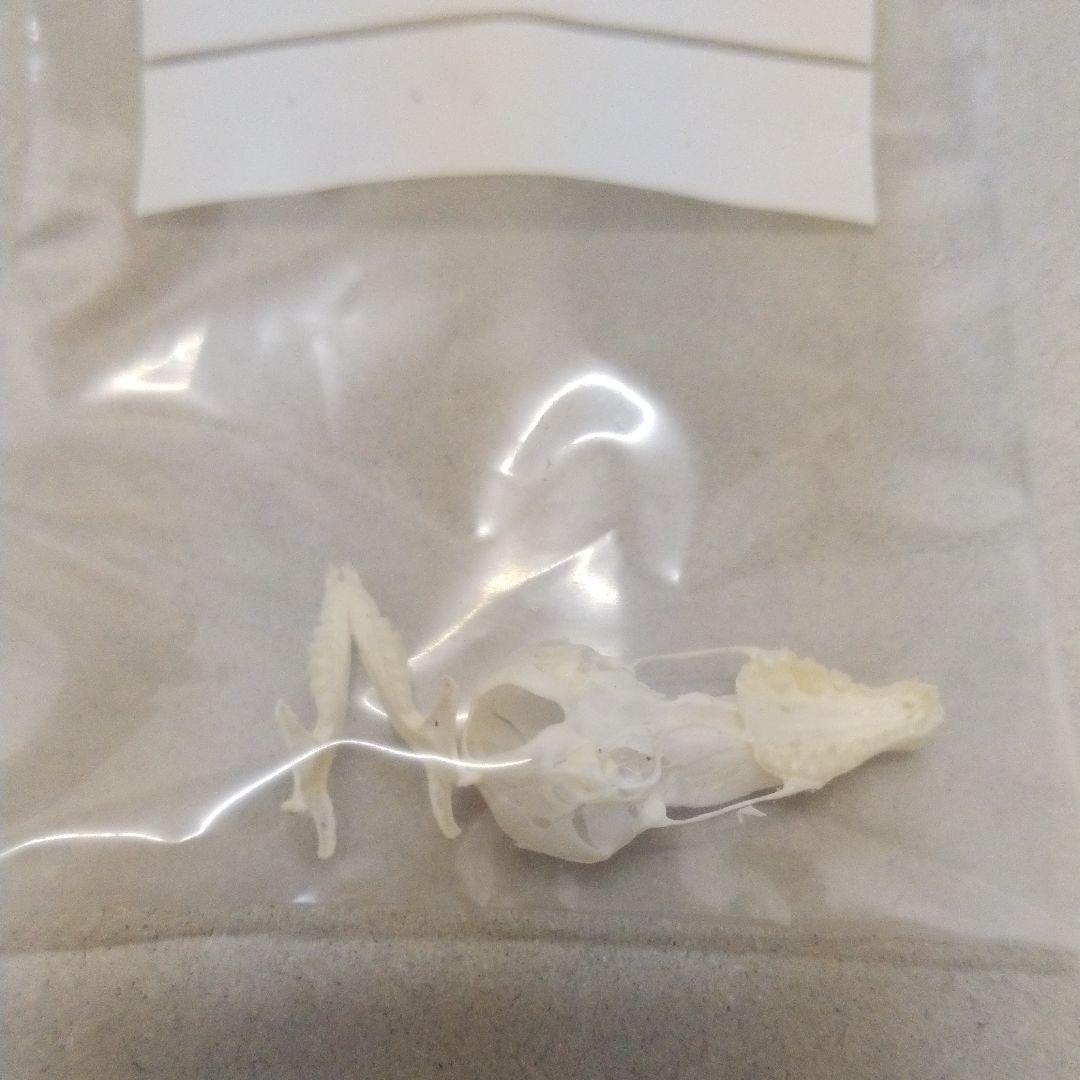 【モグラさま専用】ヒミズ　骨格標本頭骨と剥製