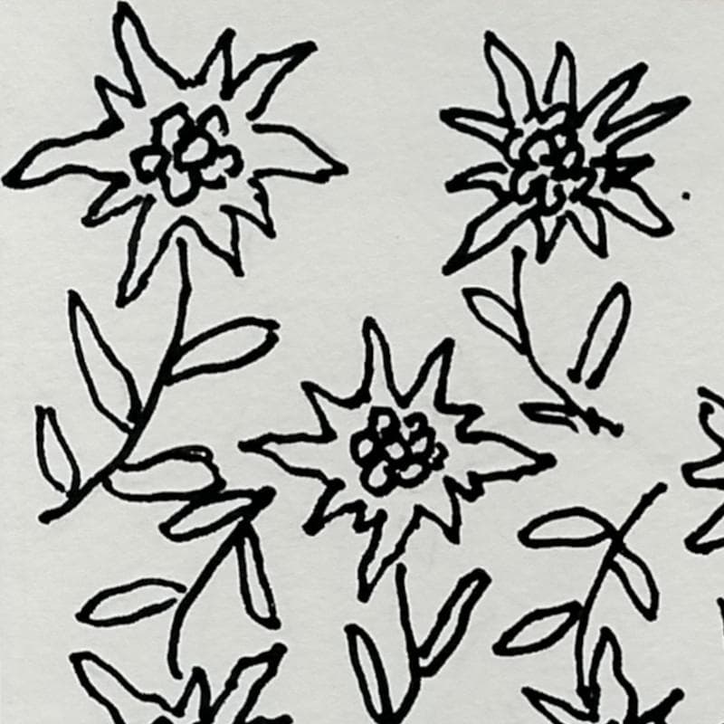 ☆坂本直行☆「 ホソバヒナウスユキソウ 」ペン画　インチサイズ　未使用！